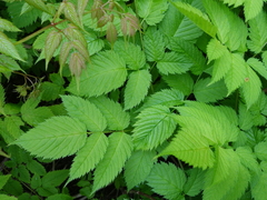 Skogskjegg (Aruncus dioicus)