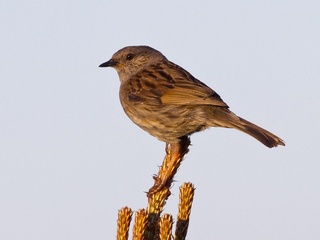 Jernspurv (Prunella modularis) Jernspurv (Prunella modularis)