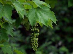 Platanlønn (Acer pseudoplatanus)