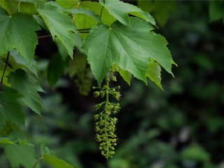 Platanlønn (Acer pseudoplatanus) Platanlønn (Acer pseudoplatanus)