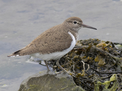 Common Sandpiper (Actitis hypoleucos)