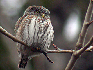 Spurveugle (Glaucidium passerinum) Spurveugle (Glaucidium passerinum)