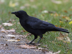 Carrion Crow (Corvus corone)