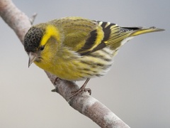 Eurasian Siskin (Spinus spinus)