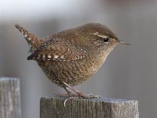 Gjerdesmett (Troglodytes troglodytes) Gjerdesmett (Troglodytes troglodytes)