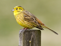 Gulspurv (Emberiza citrinella)