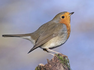 Rødstrupe (Erithacus rubecula) Rødstrupe (Erithacus rubecula)