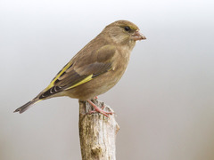 European Greenfinch (Chloris chloris)