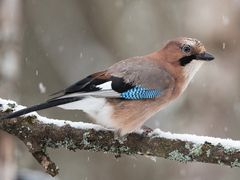 Nøtteskrike (Garrulus glandarius)