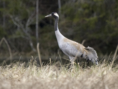 Common Crane (Grus grus)