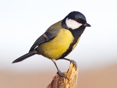 Kjøttmeis (Parus major)