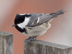 Coal Tit (Periparus ater)