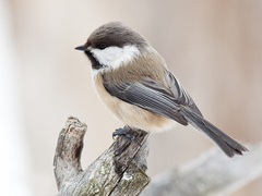 Lappmeis (Poecile cinctus)