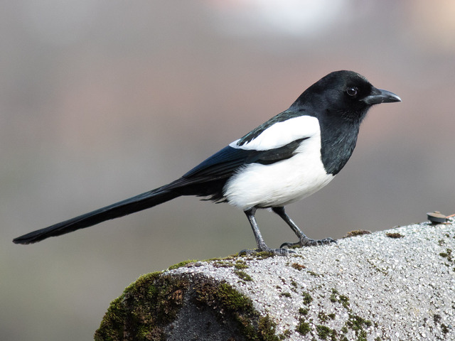 Skjære