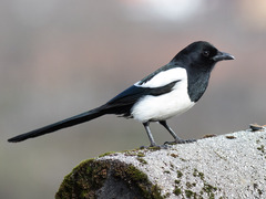 Skjære (Pica pica)