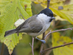 Marsh Tit (Poecile palustris)