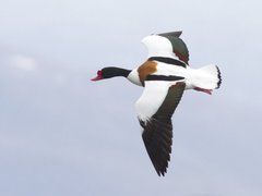 Common Shelduck (Tadorna tadorna)