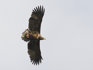 Havørn (Haliaeetus albicilla) Havørn (Haliaeetus albicilla)
