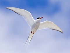 Arctic Tern (Sterna paradisaea)