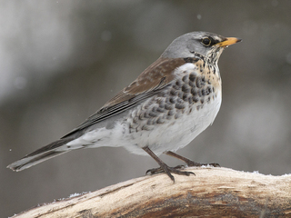 Gråtrost (Turdus pilaris)