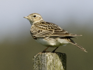 Sanglerke (Alauda arvensis)