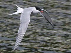 Common Tern (Sterna hirundo)