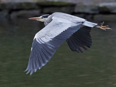 Grey Heron (Ardea cinerea)
