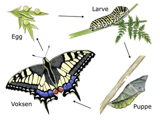 Sommerfugler (Lepidoptera) Sommerfugler (Lepidoptera)