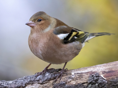 Chaffinch (Fringilla coelebs)