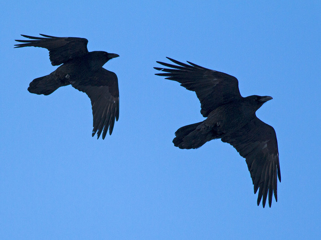 Ravn
