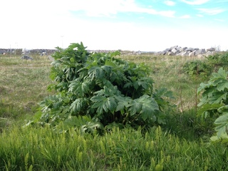 Tromsøpalme (Heracleum persicum)