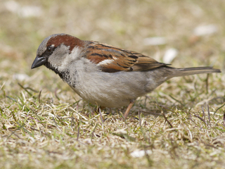 Gråspurv (Passer domesticus) Gråspurv (Passer domesticus)
