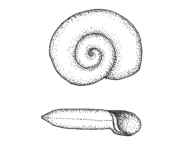 Skivesnegl