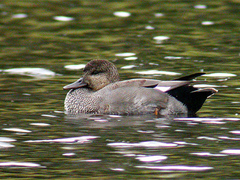 Snadderand (Anas strepera)