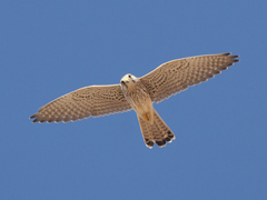 Common Kestrel (Falco tinnunculus)