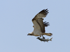 Fiskeørn (Pandion haliaetus)