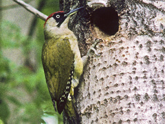 Grønnspett (Picus viridis)