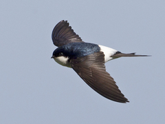 Taksvale (Delichon urbicum)