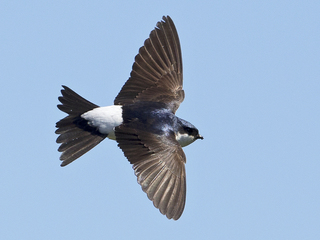 Taksvale (Delichon urbicum) Taksvale (Delichon urbicum)