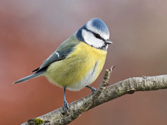 Blue Tit (Cyanistes caeruleus)