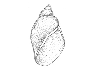 Damsnegl (Lymnaeidae)