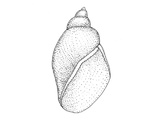 Vanlig damsnegl (Lymnaea peregra)