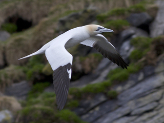Havsule (Morus bassanus) Havsule (Morus bassanus)