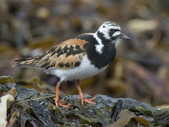 Turnstone (Arenaria interpres)