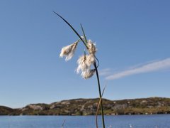 Duskmyrull (Eriophorum angustifolium)