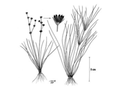 Sumpsiv (Juncus bulbosus)