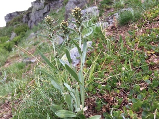 Setergråurt (Omalotheca norvegica)