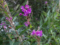 Geitrams (Epilobium angustifolium)