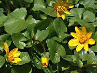Vårkål (Ranunculus ficaria) Vårkål (Ranunculus ficaria)