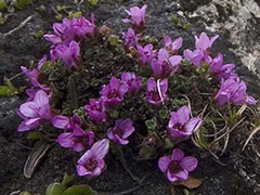 Purple Saxifrage (Saxifraga oppositifolia)